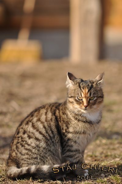 Chieri_2011_06