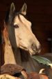 Chieri_2011_26