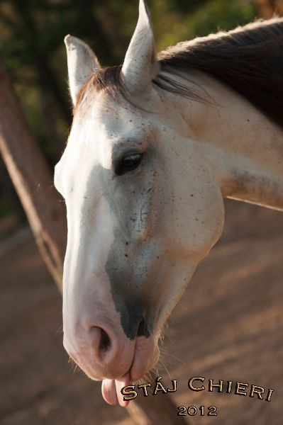Chieri_2012_23