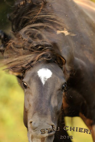 Chieri_2012_26