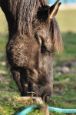 Chieri_2012_08