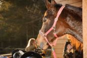 Chieri_2013_14