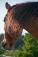 Chieri_2013_23