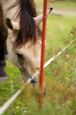 Chieri_2013_32