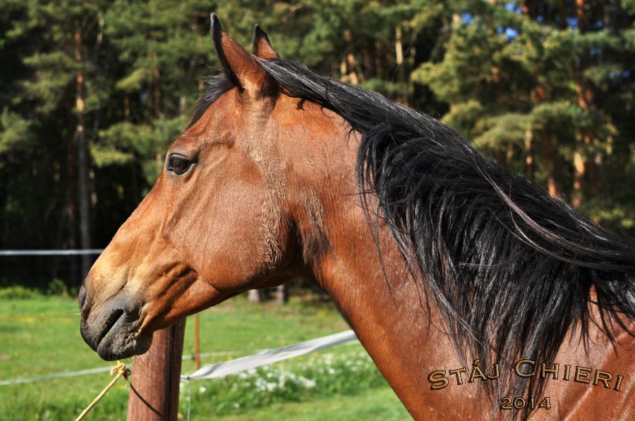 Kone_2014_17