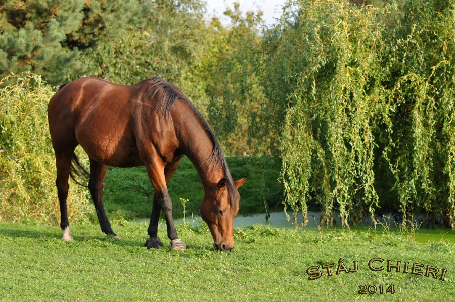 Kone_2014_33