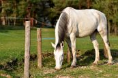 Kone_2014_01