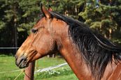 Kone_2014_17