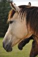 Kone_2014_19