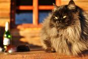 Kone_2014_22