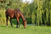 Kone_2014_33