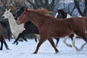 Kone_2014_47
