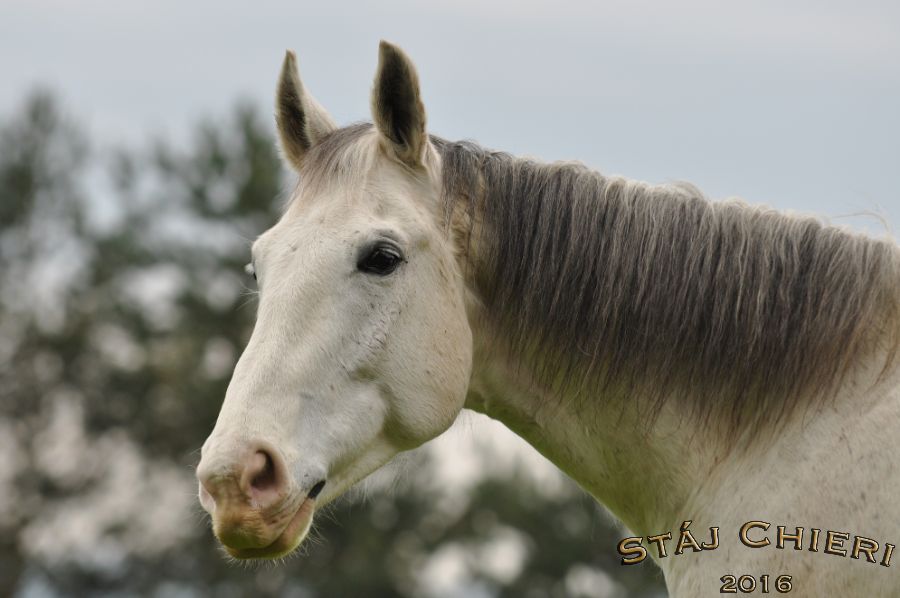 Kone_2016_36