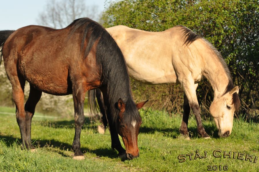 Kone_2016_39