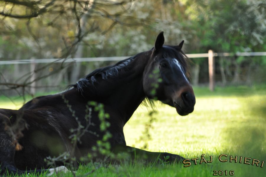 Kone_2016_40