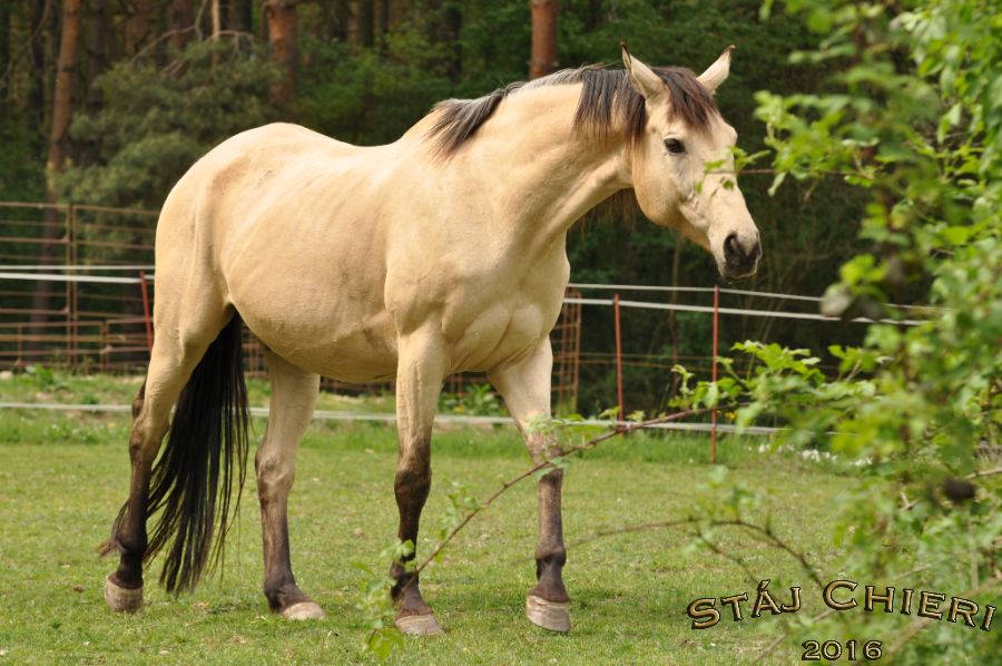 Kone_2016_43