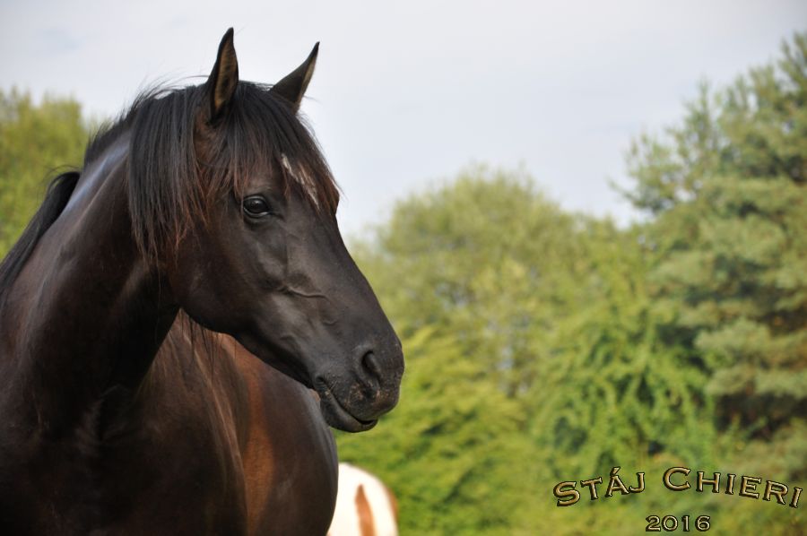 Kone_2016_56