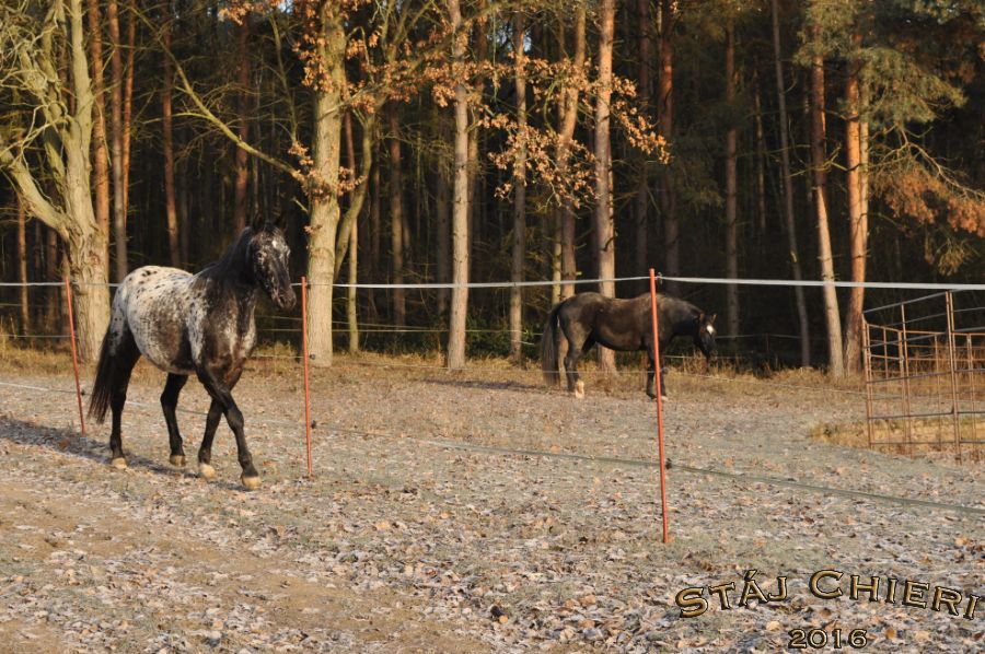 Kone_2016_69