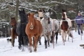Kone_2016_02