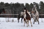 Kone_2016_06