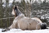 Kone_2016_14