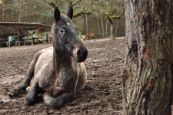 Kone_2016_23