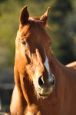 Kone_2016_38