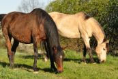 Kone_2016_39