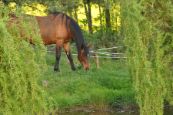 Kone_2016_42