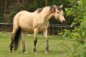 Kone_2016_43