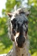 Kone_2016_45