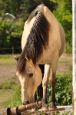 Kone_2016_46