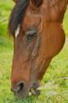 Kone_2016_48