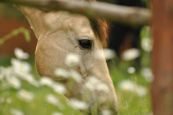 Kone_2016_49