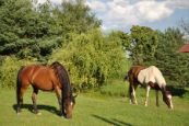 Kone_2016_58
