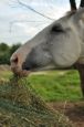Kone_2016_59