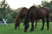 Kone_2016_64