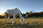Kone_2016_68