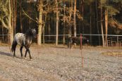 Kone_2016_69