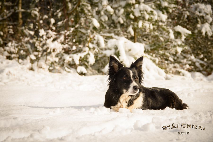 StajChieri2018_03