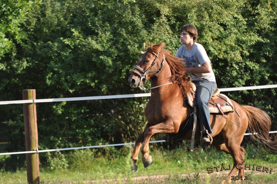 Chieri_beran_2012_11