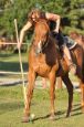 Chieri_beran_2012_33