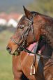 Hubertska_2011_13