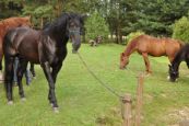 Orientak_2014_105